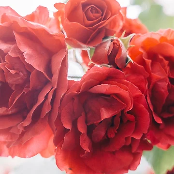 Artwork thumbnail, Red Roses by GukjinKim
