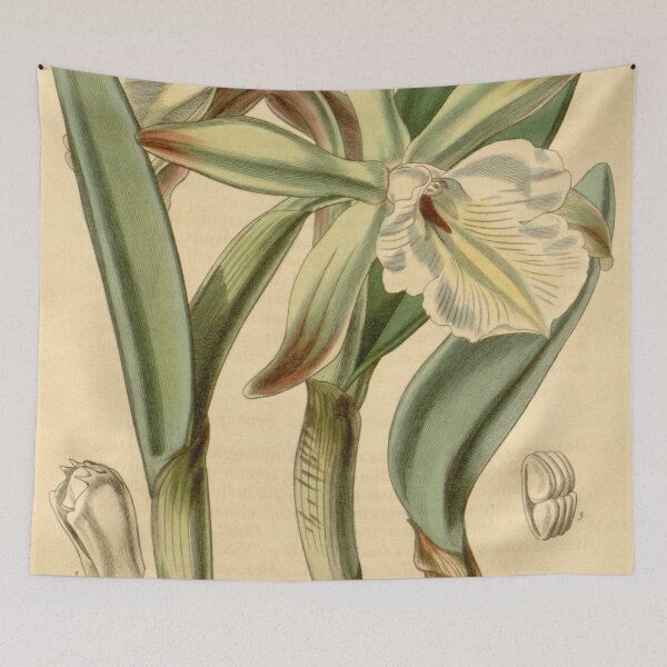 Item preview, Rhyncholaelia glauca (as Brassavola glauca) Curtis' 69 (N.S. 16) pl. 4033 (1843) designed and sold by EsotericBotanic.