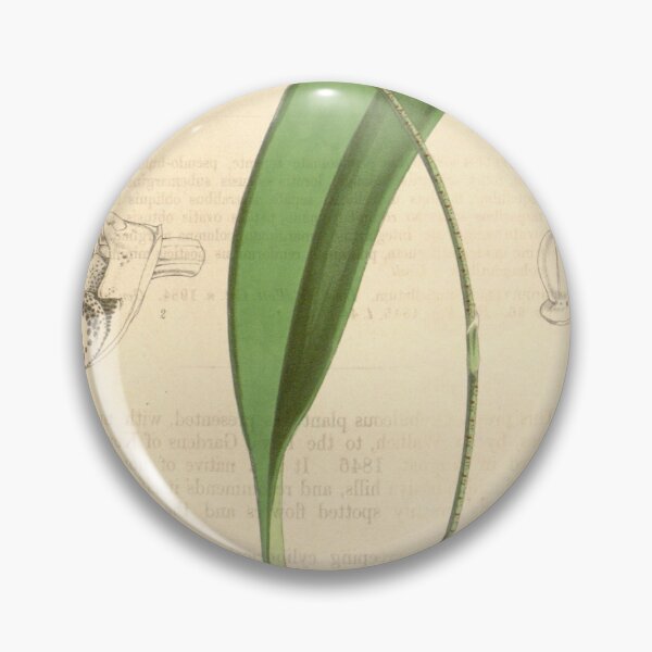 Item preview, Bulbophyllum umbellatum (spelled Bolbophyllum umbellatum) Curtis' 72 (Ser. 3 no. 2) pl. 4267 (1846) designed and sold by EsotericBotanic.