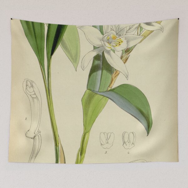 Item preview, Coelogyne cumingii Curtis' 78 (Ser. 3 no. 8) pl. 4645 (1852) designed and sold by EsotericBotanic.