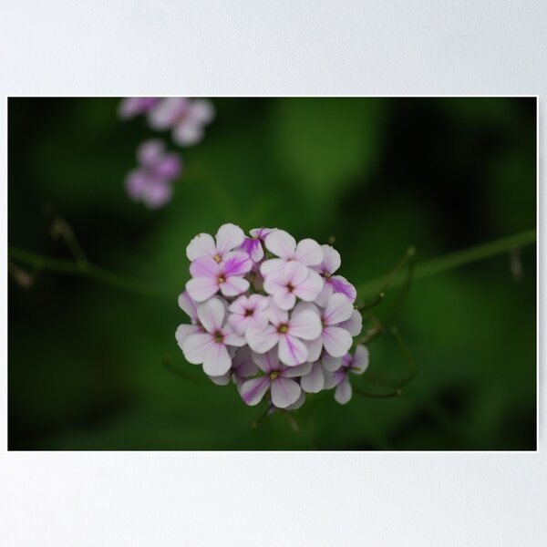 Artikelvorschau, Purple Cluster entworfen und verkauft von EmmaBrittain.