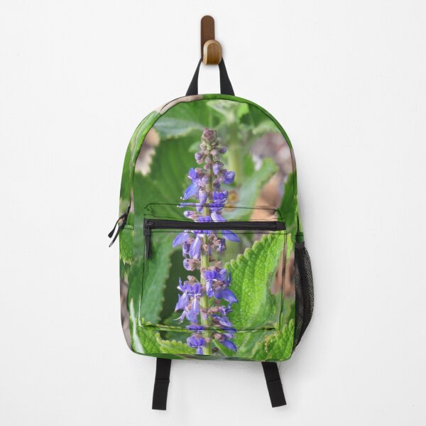 Item preview, Gorgeous leafy plectranthus designed and sold by greentiger1.