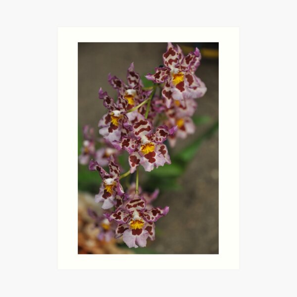 Orchid Art Print