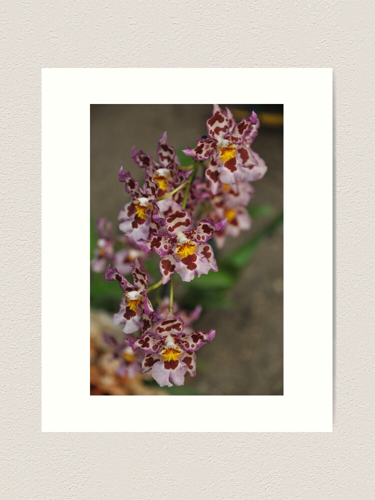 Alternate view of Orchid Art Print