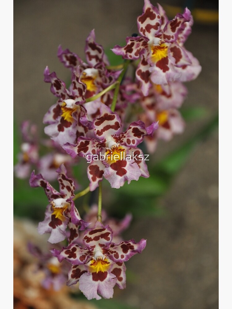 Orchid by gabriellaksz