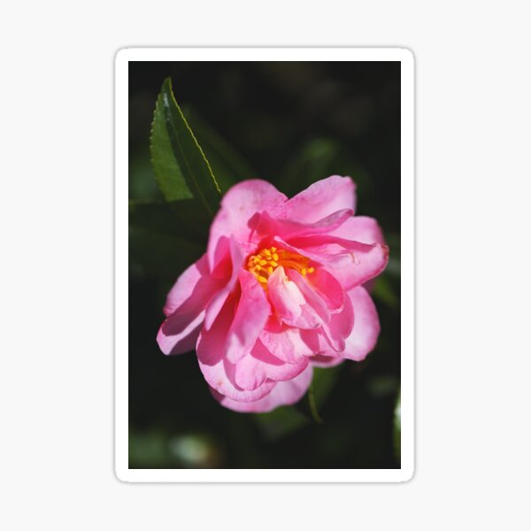 Camellia Flower Sticker – CJ's Sticker Shop