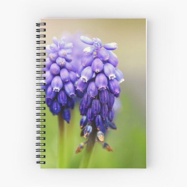 Item preview, Grape hyacinth designed and sold by ODENWALD-Natur.