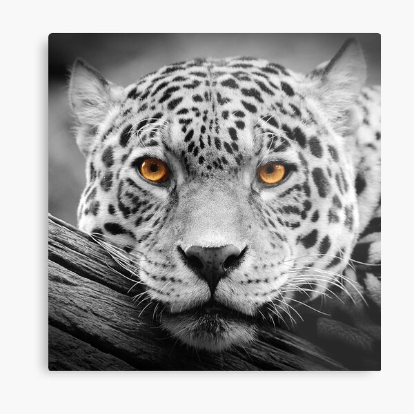 Item preview, Jaguar Stare designed and sold by Bryan Hynd.