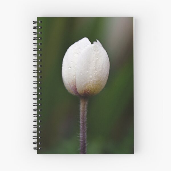 Item preview, Delicate flower before blooming designed and sold by ODENWALD-Natur.