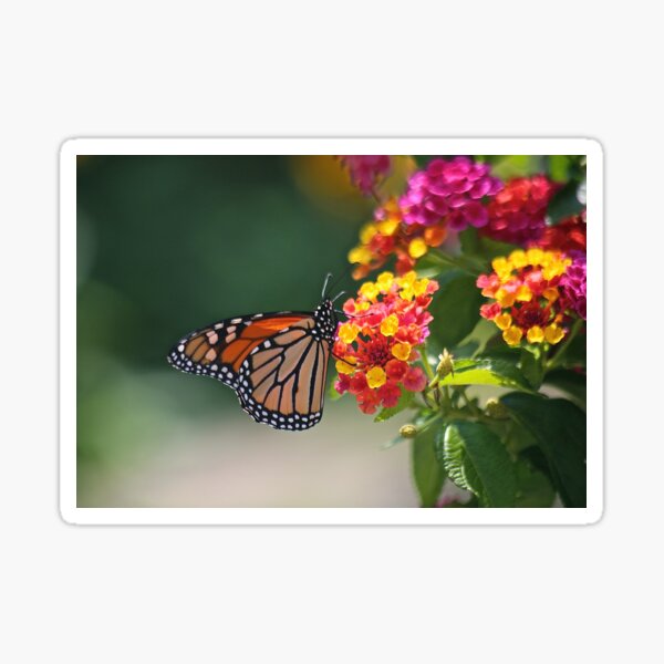 A Lantana Lover Sticker
