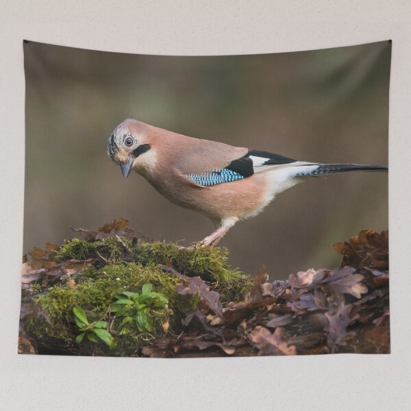 Item preview, Eurasian Jay designed and sold by Alec Stewart.
