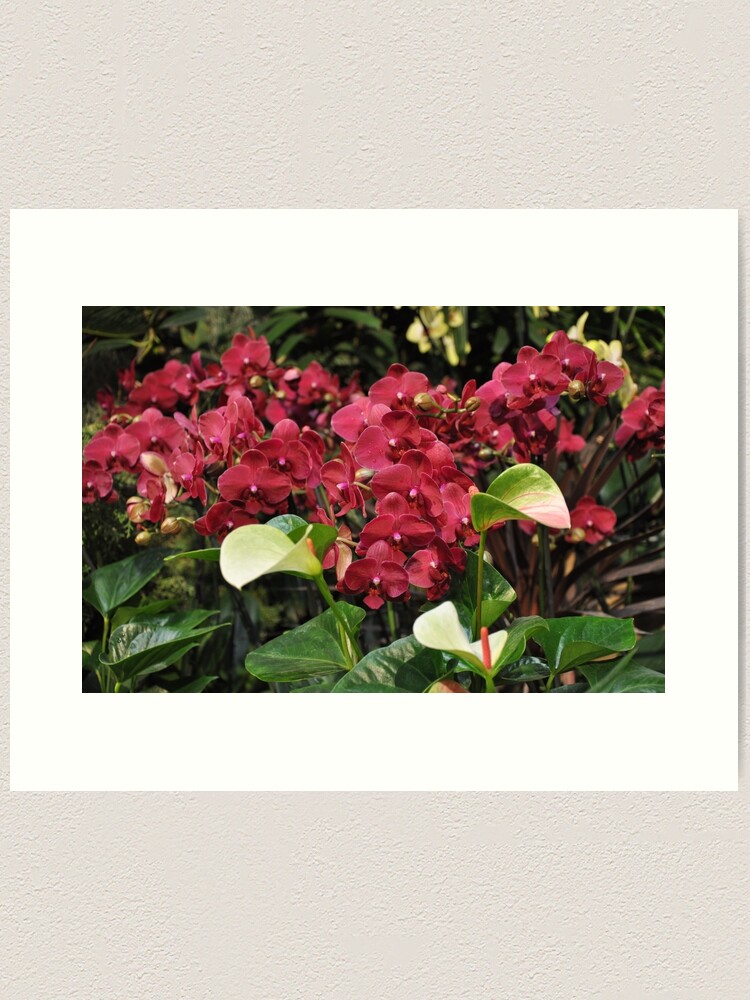Alternate view of Red Orchid Art Print