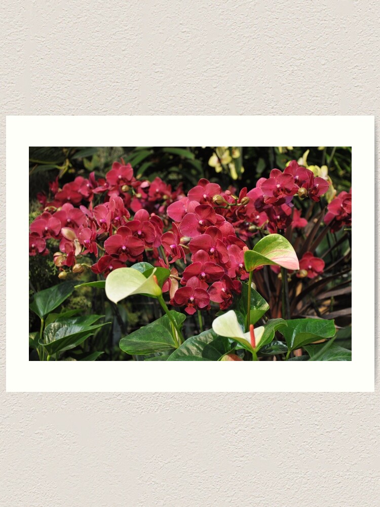 Alternate view of Red Orchid Art Print