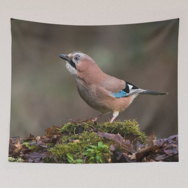 Item preview, Eurasian Jay designed and sold by Alec Stewart.