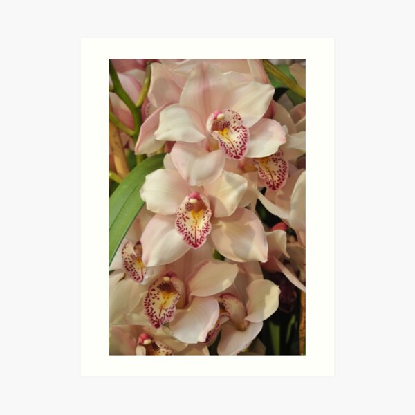 White and pink orchid Art Print