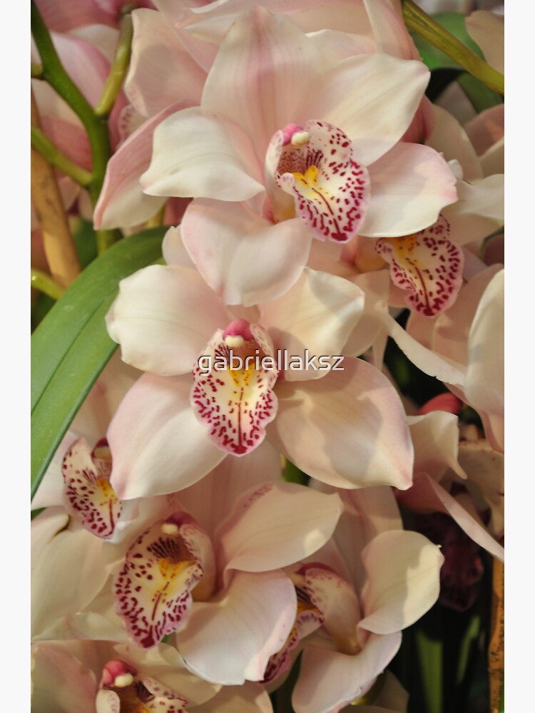 White and pink orchid by gabriellaksz