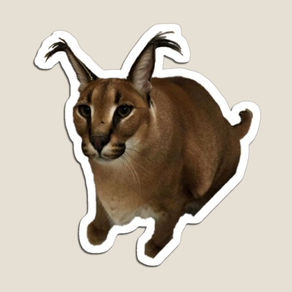 meow #cat #caracal #floppa #bigfloppa #animal #catsoftiktok #funny #cu, caracal