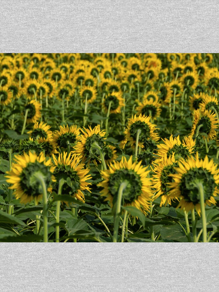 Sunflower by Claudiocmb