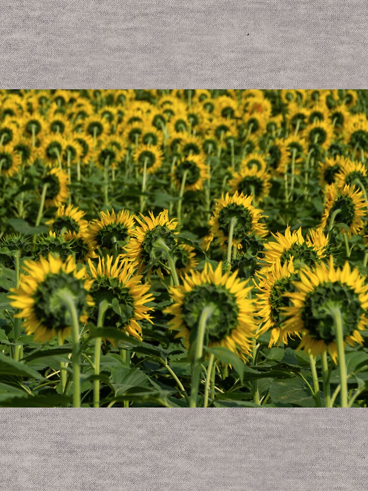 Sunflower by Claudiocmb