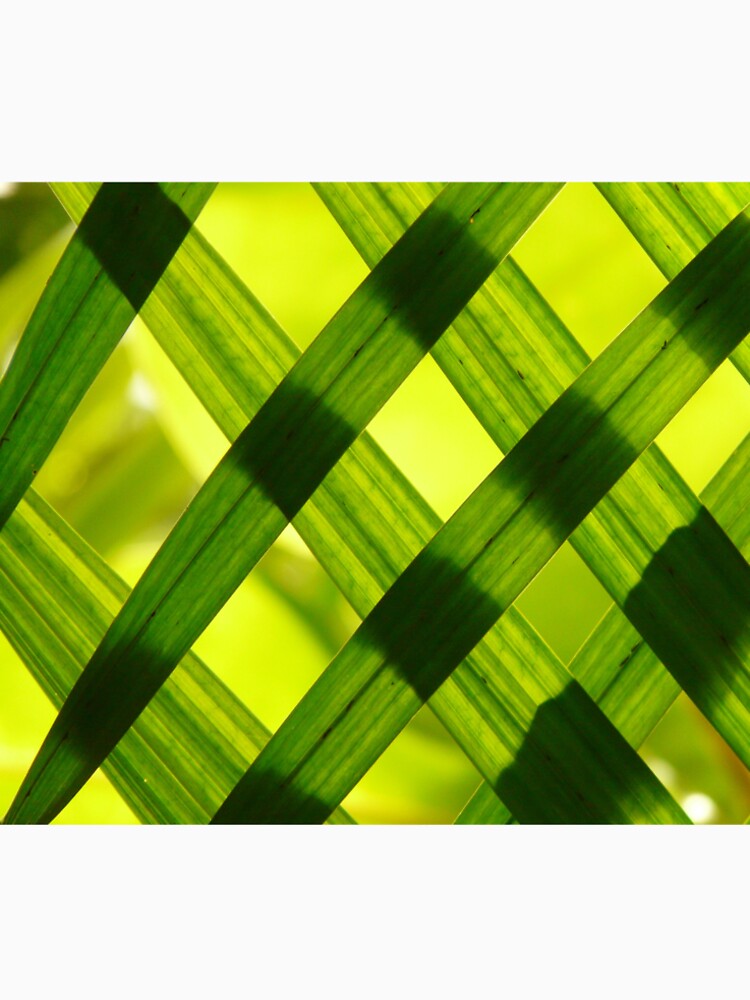 Bamboo Texture by Claudiocmb