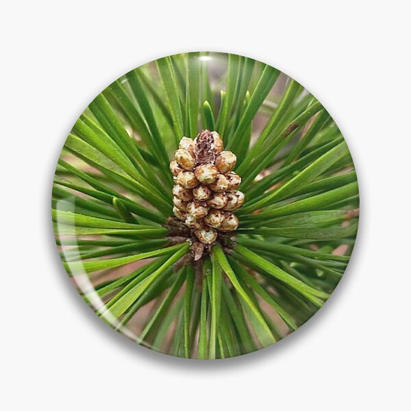 Item preview, Shortleaf Pine New Year's Growth designed and sold by Max Kindly.