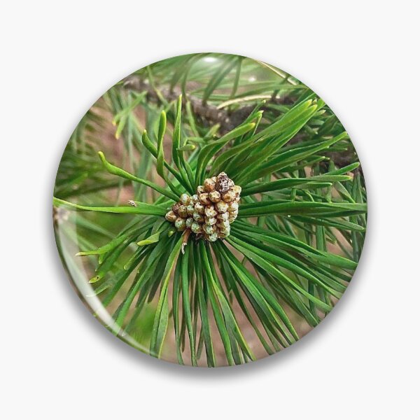 Item preview, Shortleaf Pine Spring Branches designed and sold by Max Kindly.