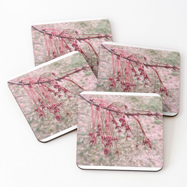 Item preview, Why It's Called Red Maple designed and sold by Max Kindly.