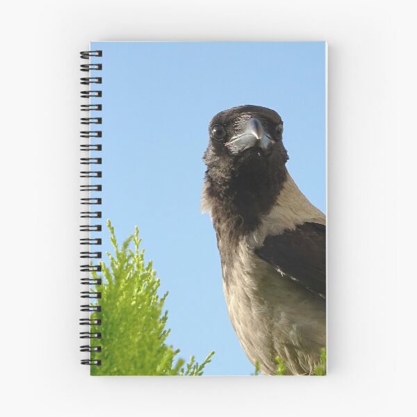 Item preview, Hooded crow designed and sold by Babbler01.
