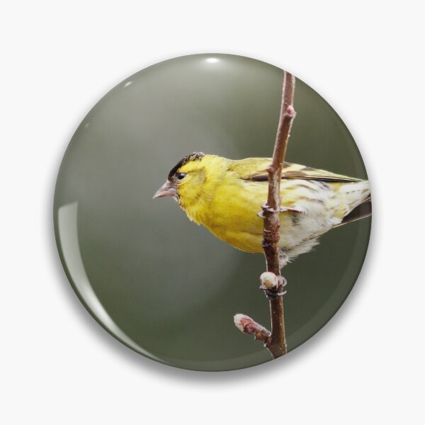 Item preview, Flagging. Eurasian siskin designed and sold by Jouko Lehto Photography.