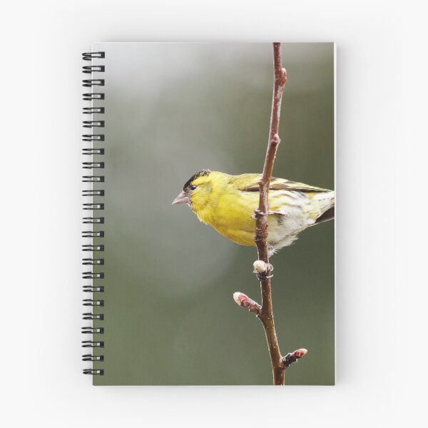 Item preview, Flagging. Eurasian siskin designed and sold by Jouko Lehto Photography.