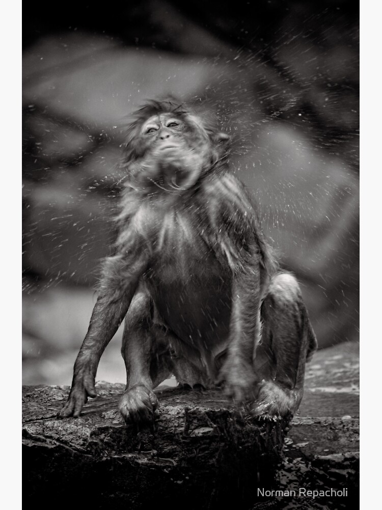Snow Monkey Shake Down by keystone