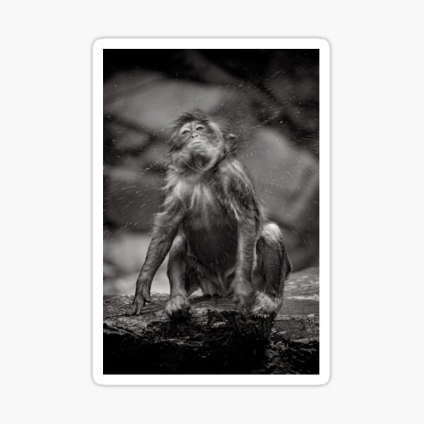 Snow Monkey Shake Down Sticker