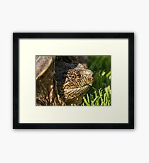 Big Snapping Turtle Framed Print