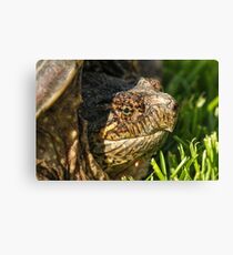 Big Snapping Turtle Canvas Print