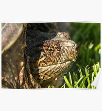 Big Snapping Turtle Poster