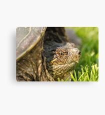 Big Snapping Turtle 2 Canvas Print