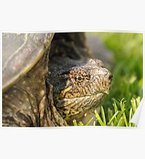 Big Snapping Turtle 2 Poster
