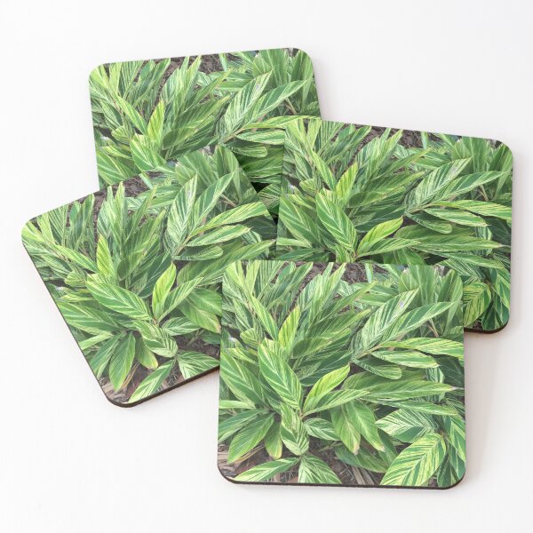 Item preview, Variegated ginger in the garden designed and sold by JuliVogel.