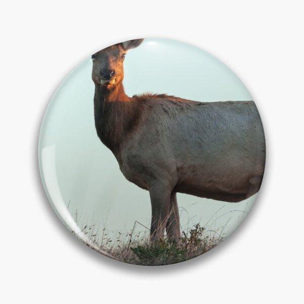 Item preview, Tule Elk Cow designed and sold by jvnimages.