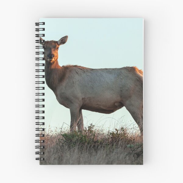 Item preview, Tule Elk Cow designed and sold by jvnimages.