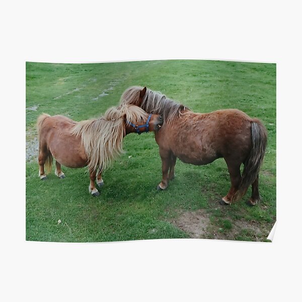 Friends - Shetland Ponies Poster