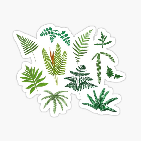 Fresh Adirondack Ferns Sticker