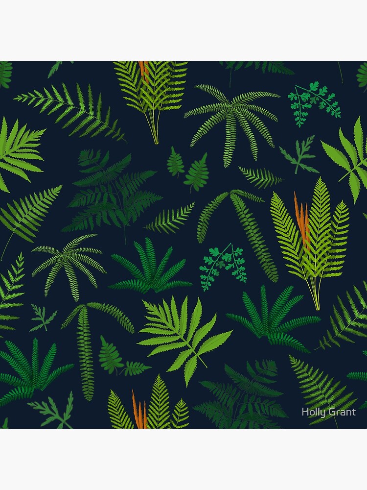 Fresh Adirondack Ferns by LadyElizabeth