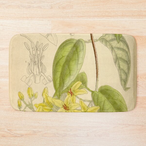 Item preview, Tristellateia australis 136 8334 designed and sold by EsotericBotanic.