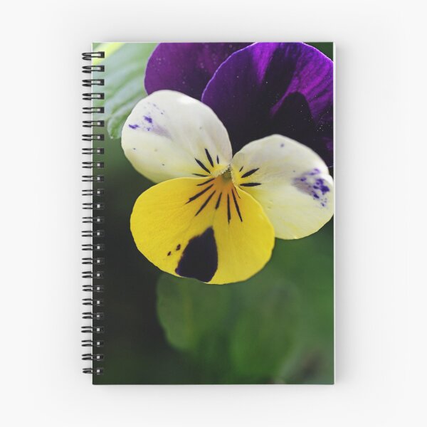 Item preview, Colorfull pansy designed and sold by ODENWALD-Natur.