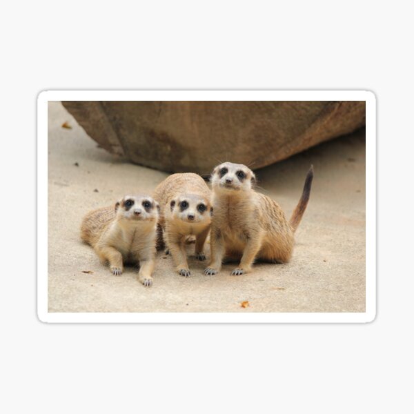 Item preview, Our Cuteness Comes In A Package Deal, 3 For 1! designed and sold by LeanneAllen.