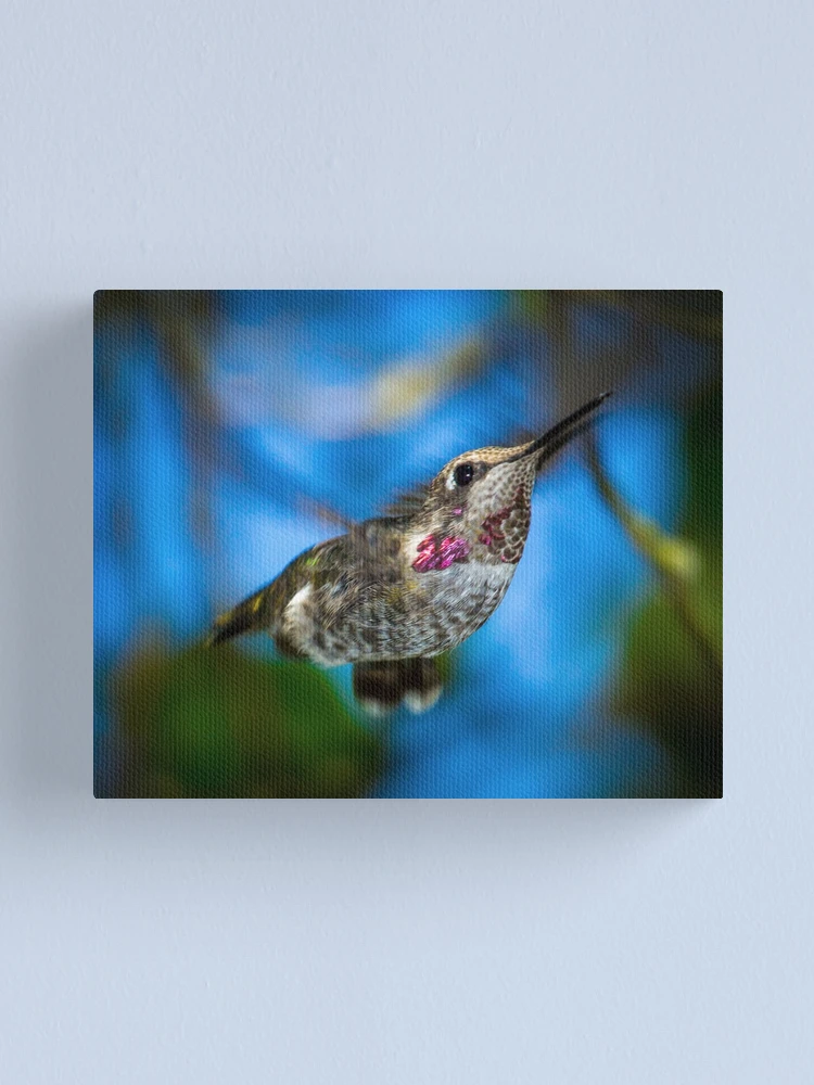 Thumbnail 1 of 3, Canvas Print, Hummingbird In Fast Flight designed and sold by RandyHume.