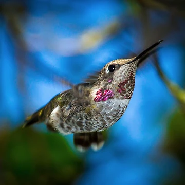Artwork thumbnail, Hummingbird In Fast Flight by RandyHume
