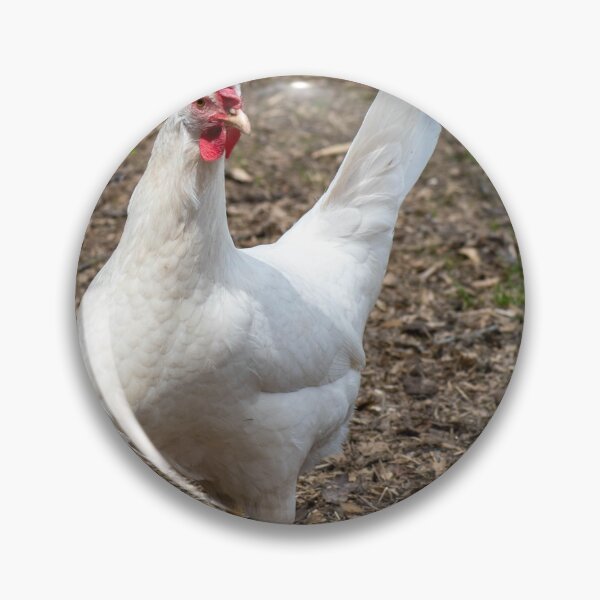 Item preview, sassy hen designed and sold by cahphotography.