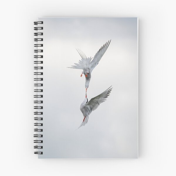 Item preview, Common terns (Sterna hirundo) designed and sold by Steve Liptrot Photography.